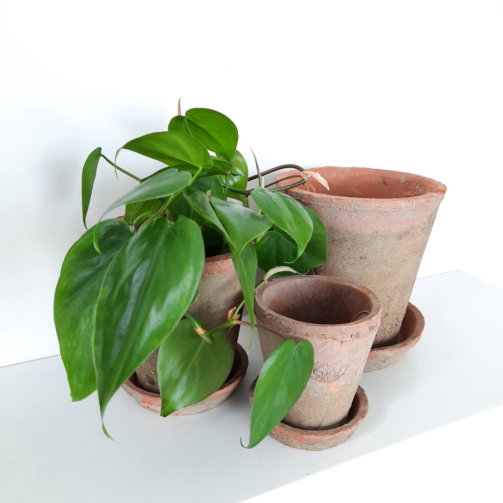 Aged Terracotta round pots & saucers - Set of 3 or Individuals