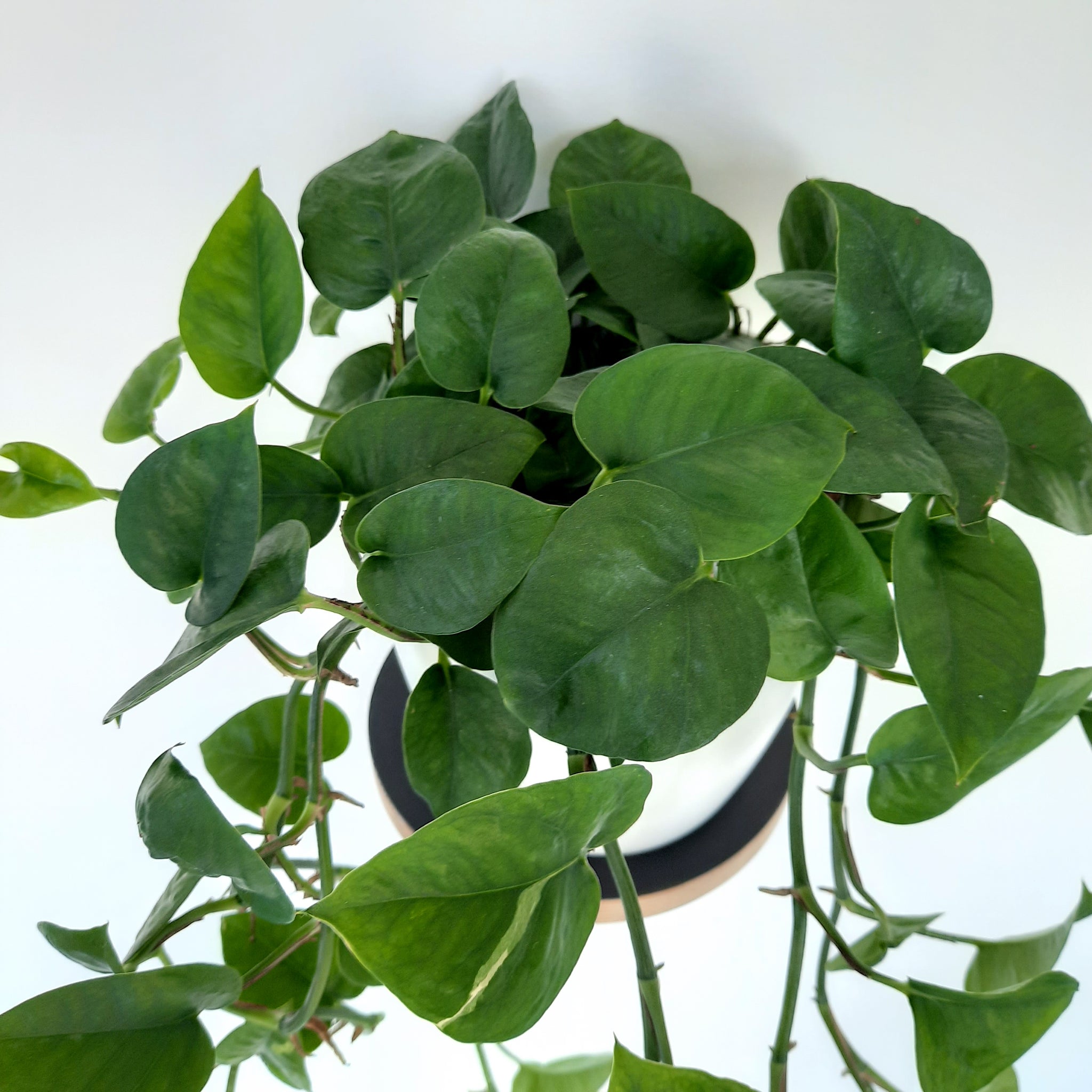 pothos nz Scindapsus Epipremnum Jade Pothos – Plant Love (NZ)