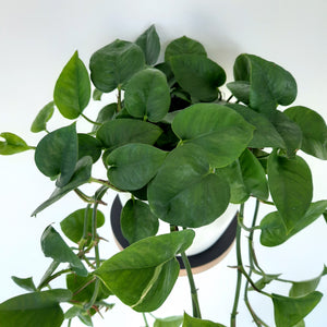 Scindapsus Epipremnum Jade Pothos