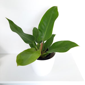 Philodendron Imperial Green