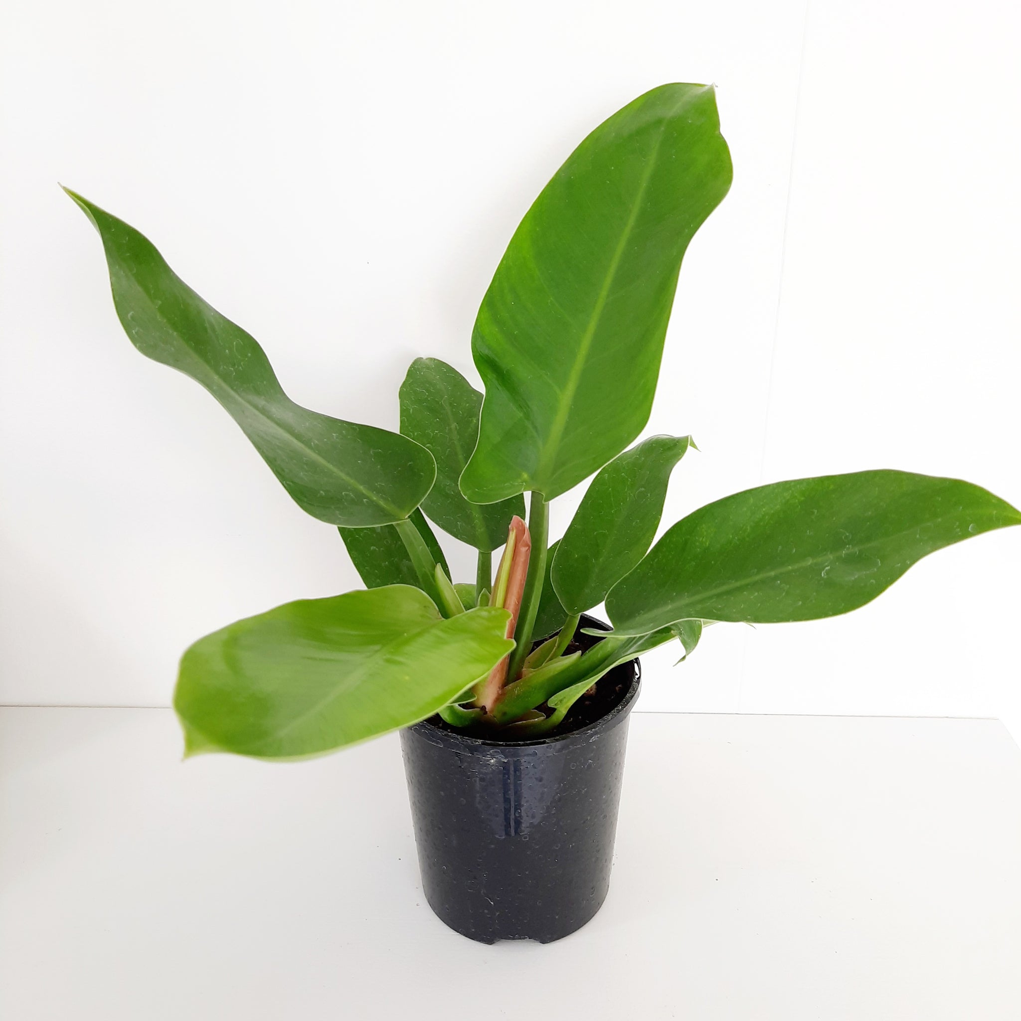 Philodendron Imperial Green