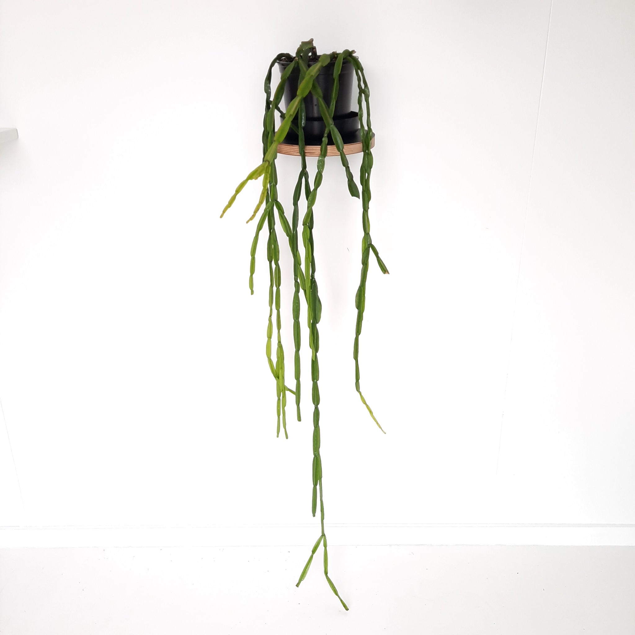 Rhipsalis Paradoxa / Inch Plant