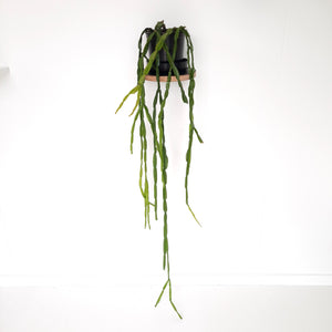 Rhipsalis Paradoxa / Inch Plant