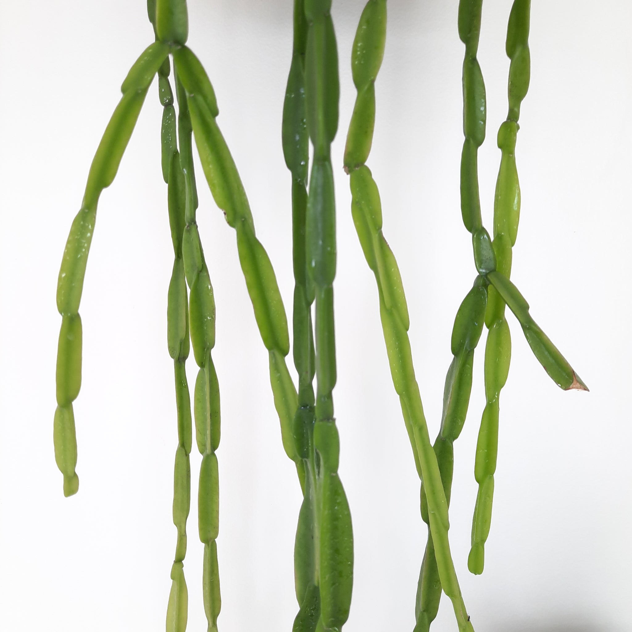 Rhipsalis Paradoxa / Inch Plant