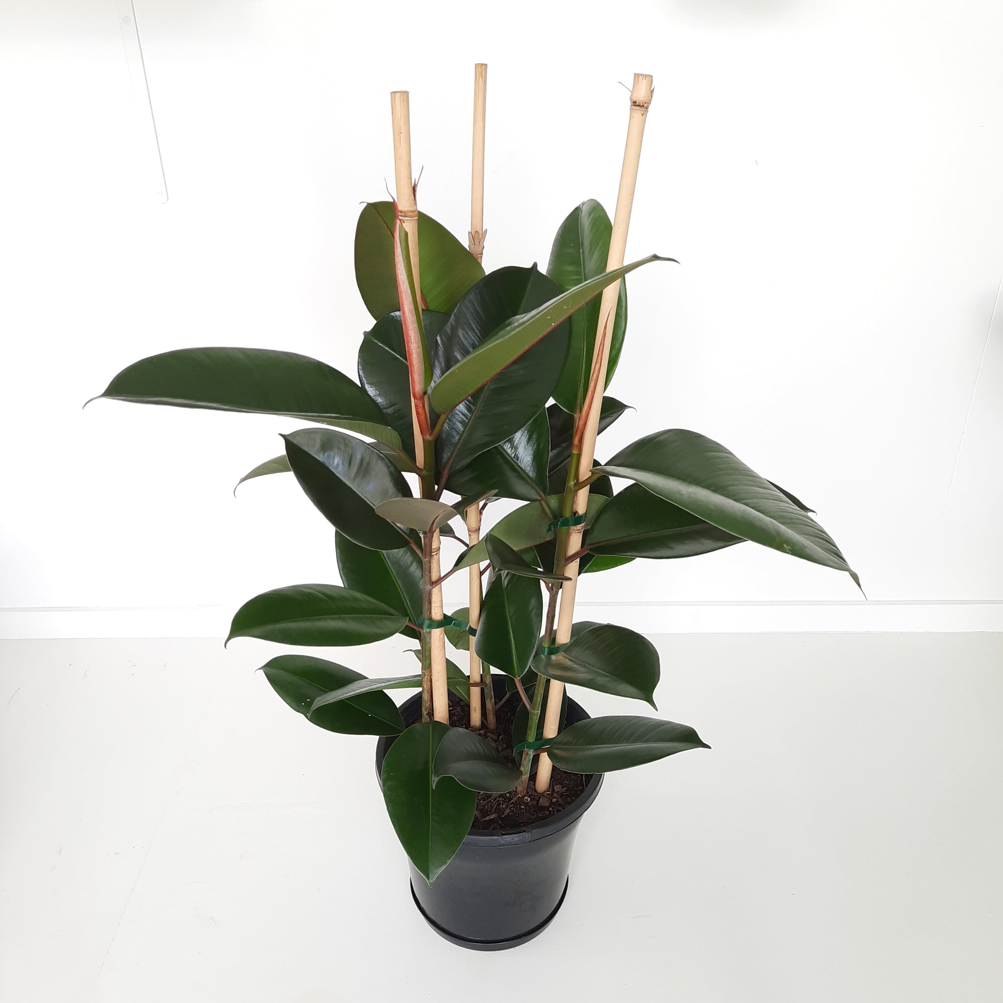 Ficus Elastica Robusta / Rubber Plant - triple planted