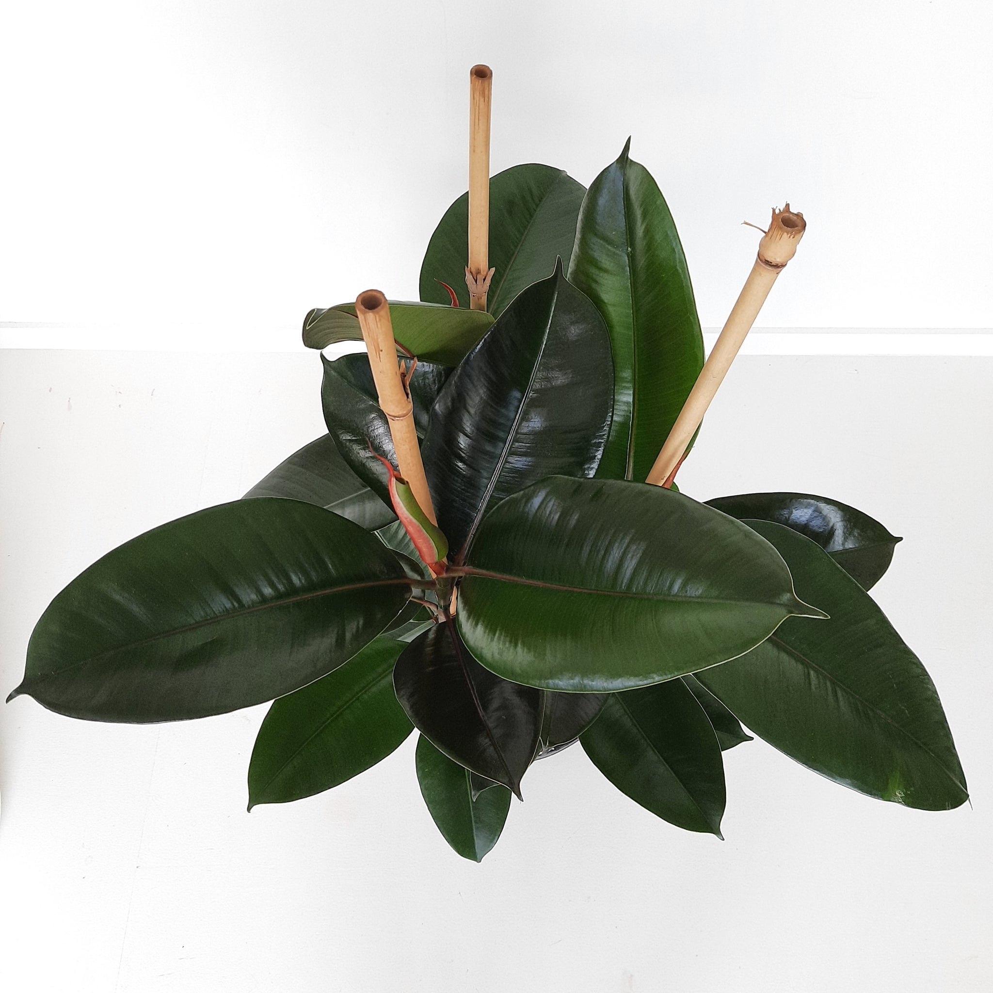 Ficus Elastica Robusta / Rubber Plant - triple planted