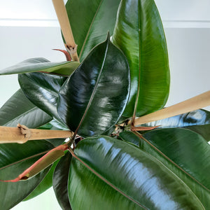 Ficus Elastica Robusta / Rubber Plant - triple planted