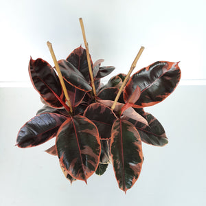 Ficus Elastica Ruby / Rubber Plant - triple planted