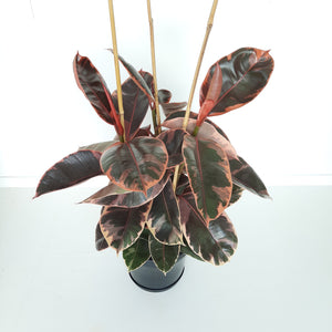 Ficus Elastica Ruby / Rubber Plant - triple planted