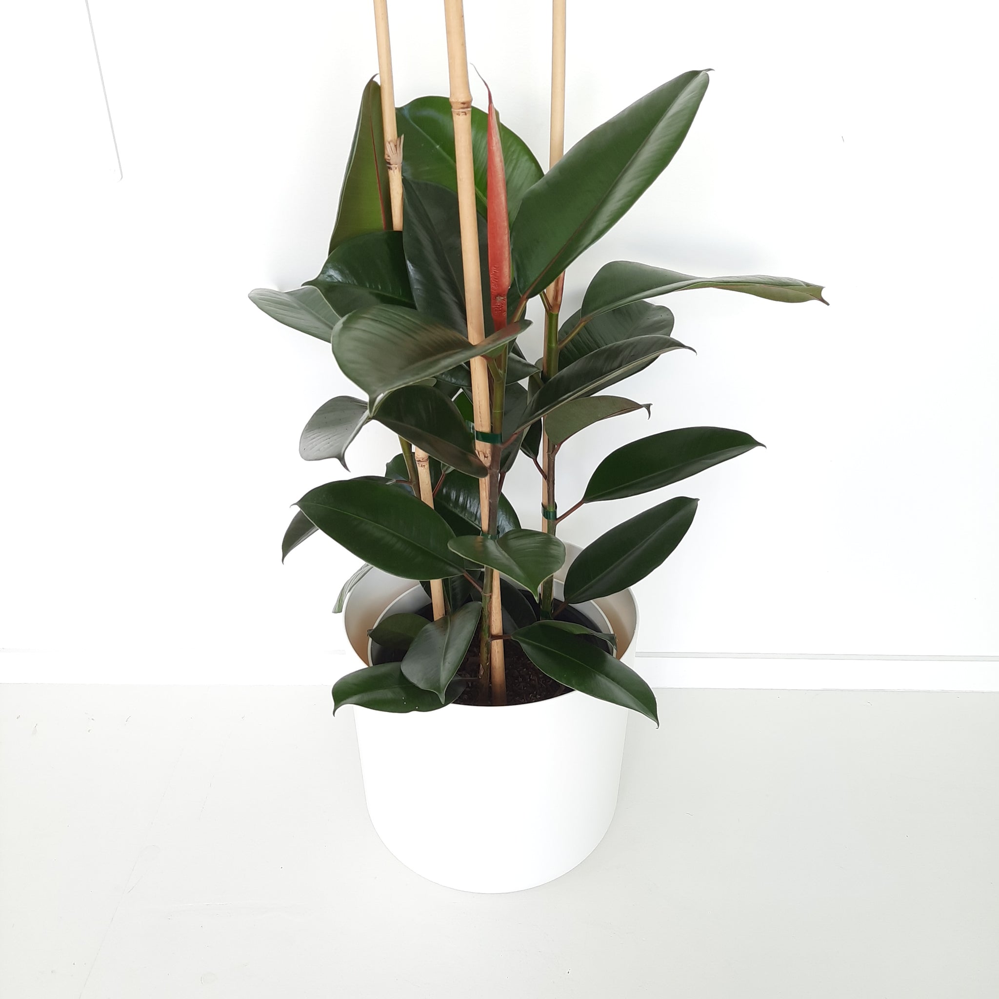 Ficus Elastica Robusta / Rubber Plant - triple planted