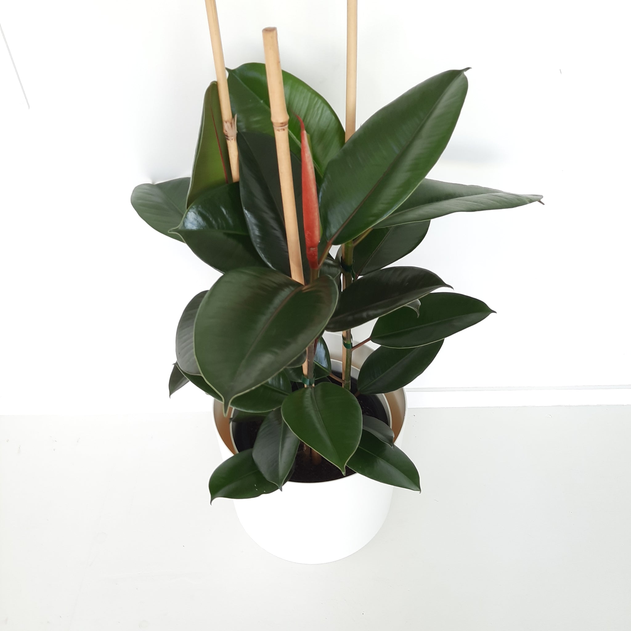 Ficus Elastica Robusta / Rubber Plant - triple planted