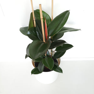 Ficus Elastica Robusta / Rubber Plant - triple planted