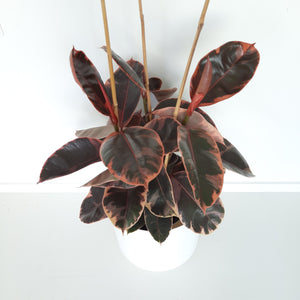 Ficus Elastica Ruby / Rubber Plant - triple planted