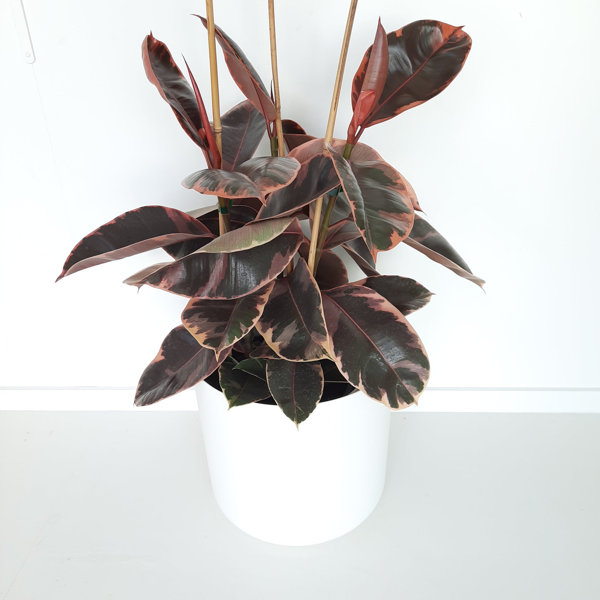 Ficus Elastica Ruby / Rubber Plant - triple planted