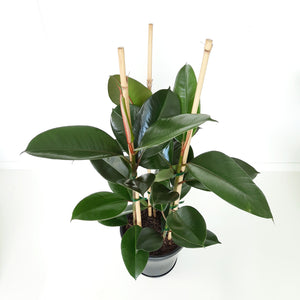 Ficus Elastica Robusta / Rubber Plant - triple planted