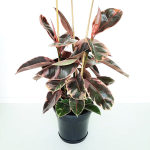 Ficus Elastica Ruby / Rubber Plant - triple planted