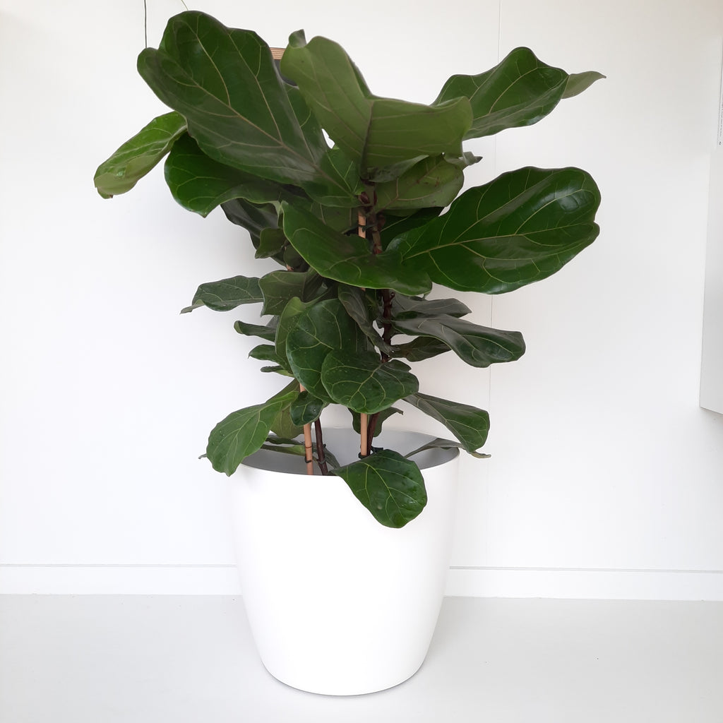 Ficus Lyrata / Fiddle Leaf Fig - double planted