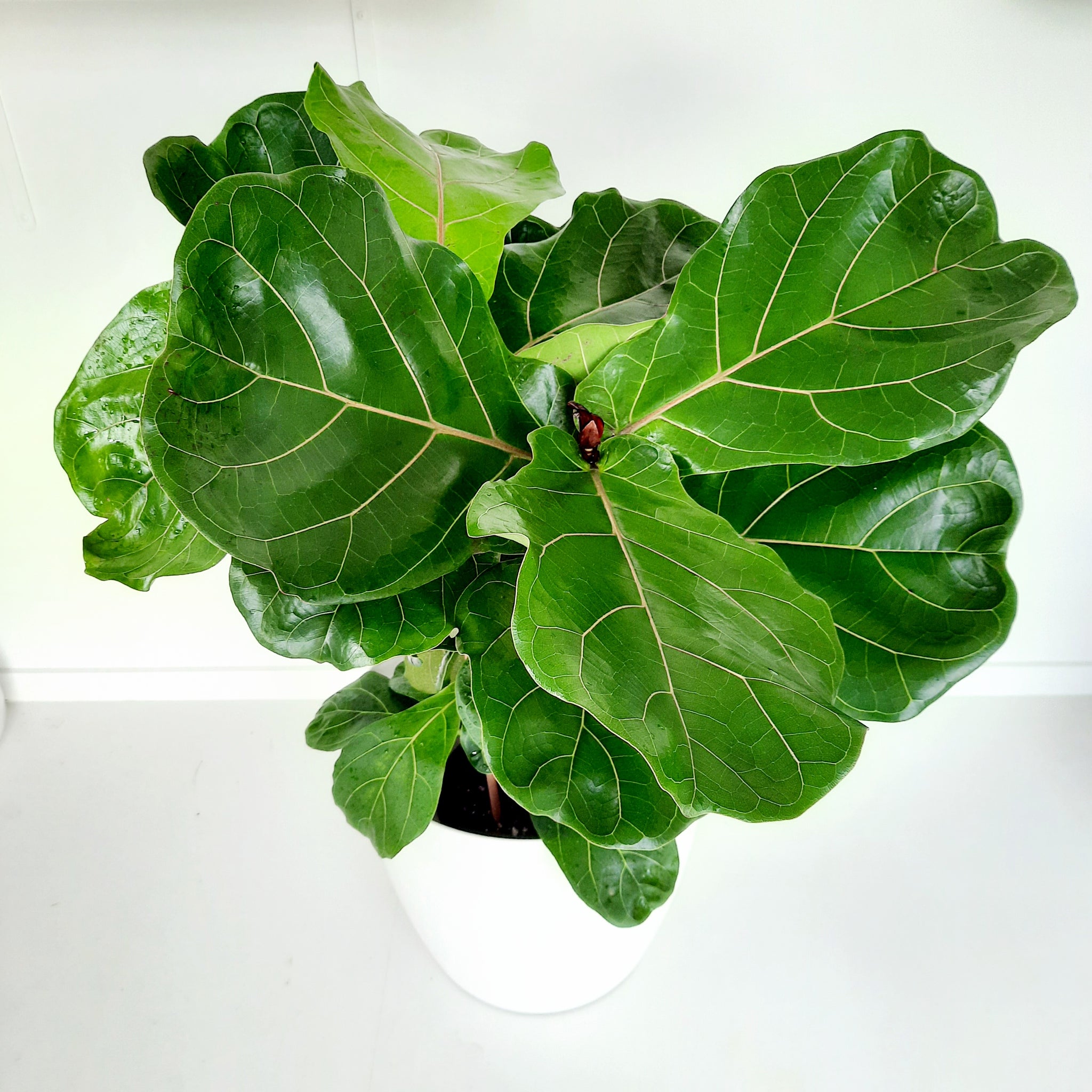 Ficus Lyrata / Fiddle Leaf Fig - double planted