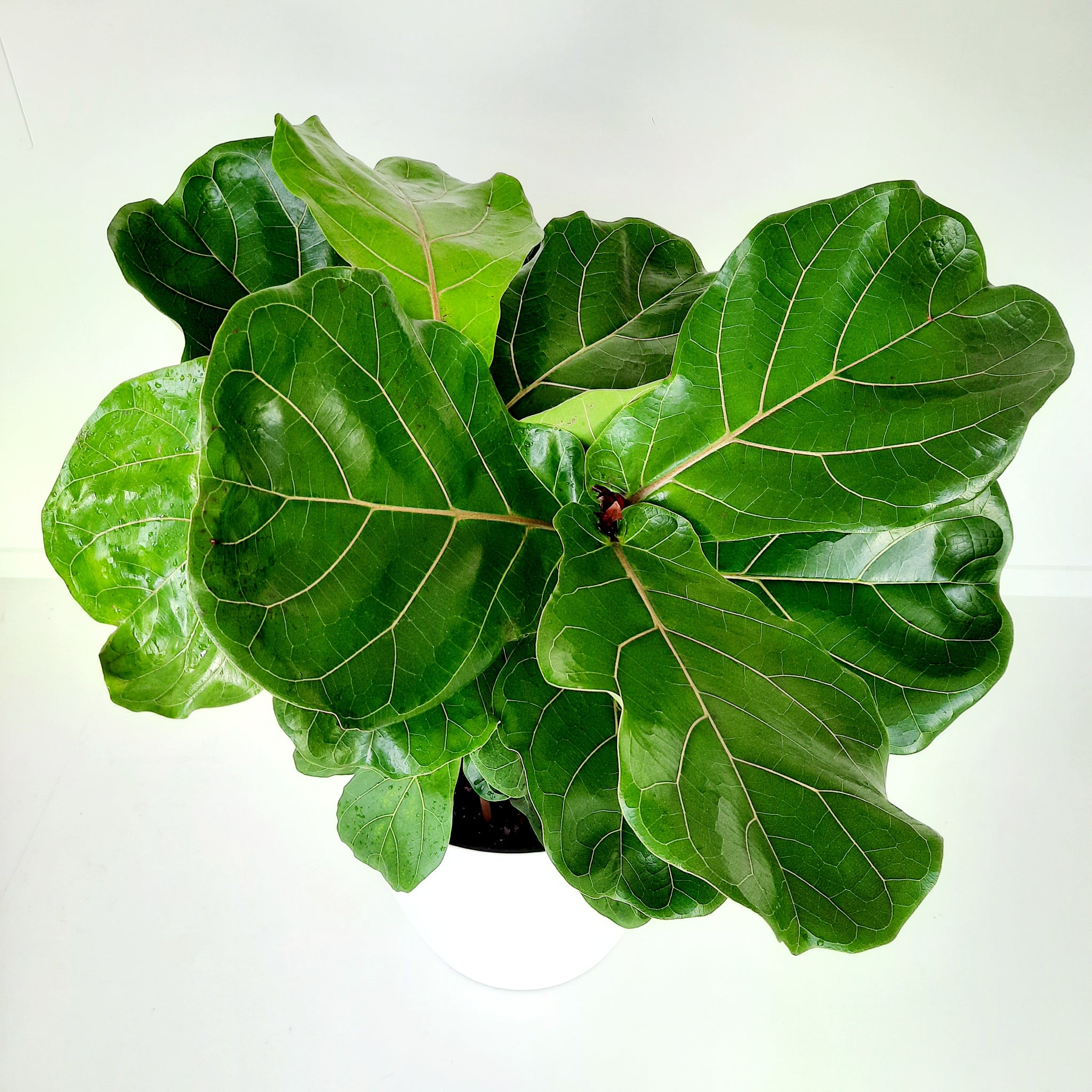 Ficus Lyrata / Fiddle Leaf Fig - double planted