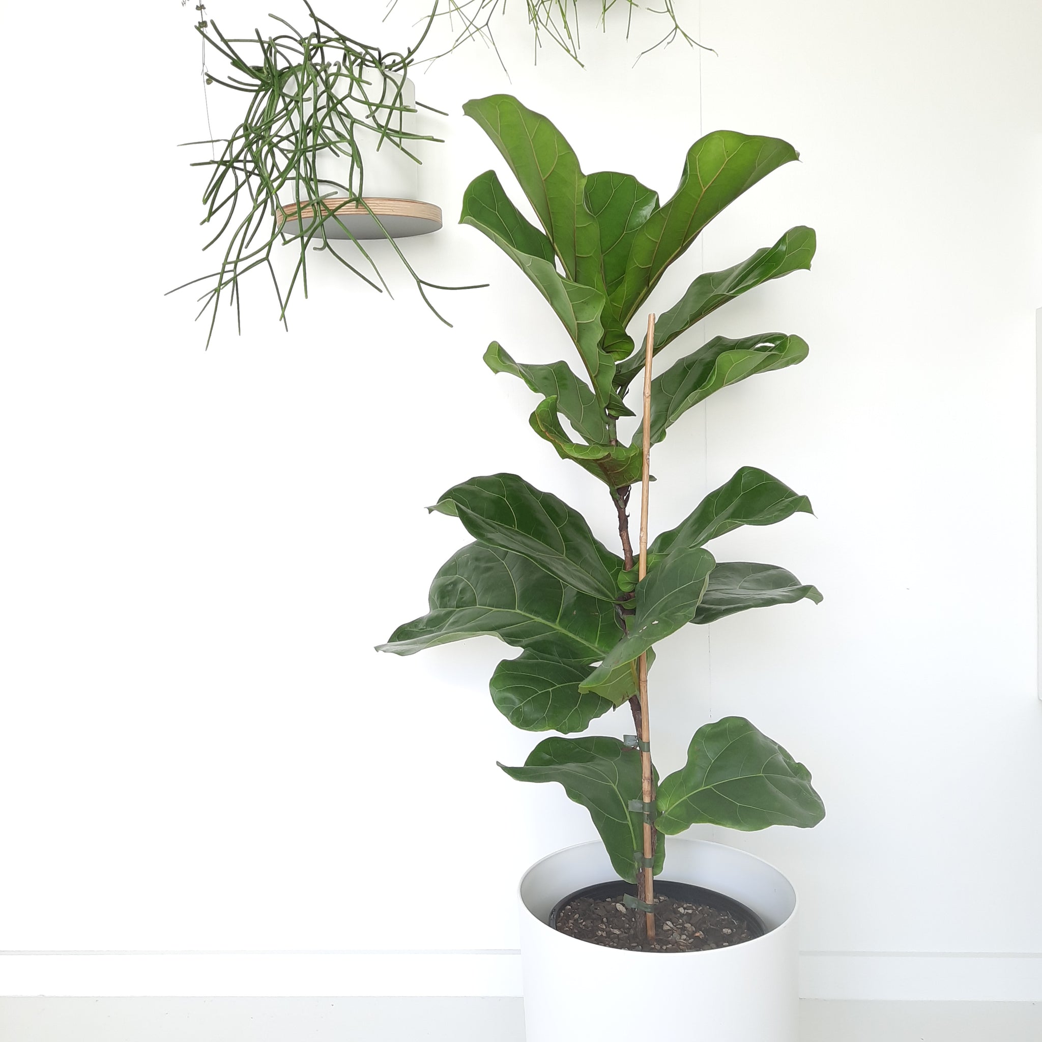 Ficus Lyrata / Fiddle Leaf Fig - single plant / stem