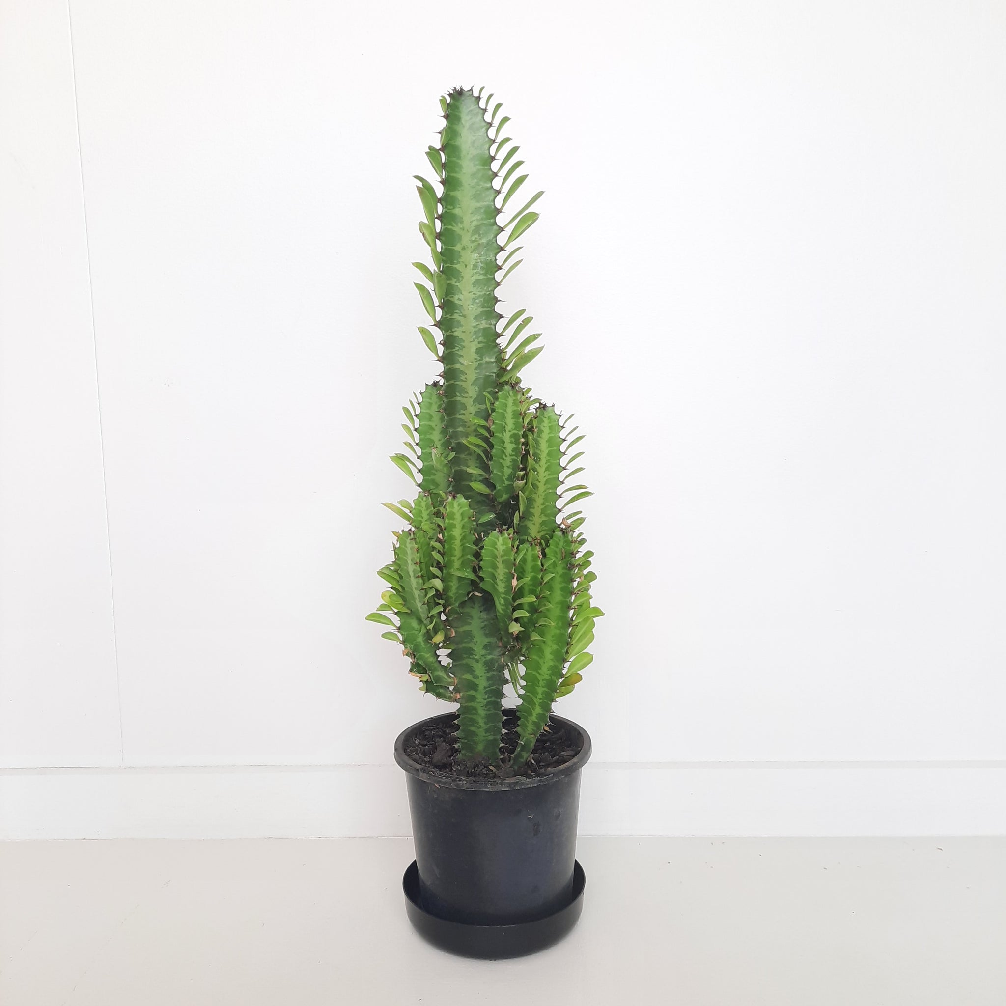 Euphorbia Trigona - Green