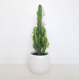 Euphorbia Trigona - Green