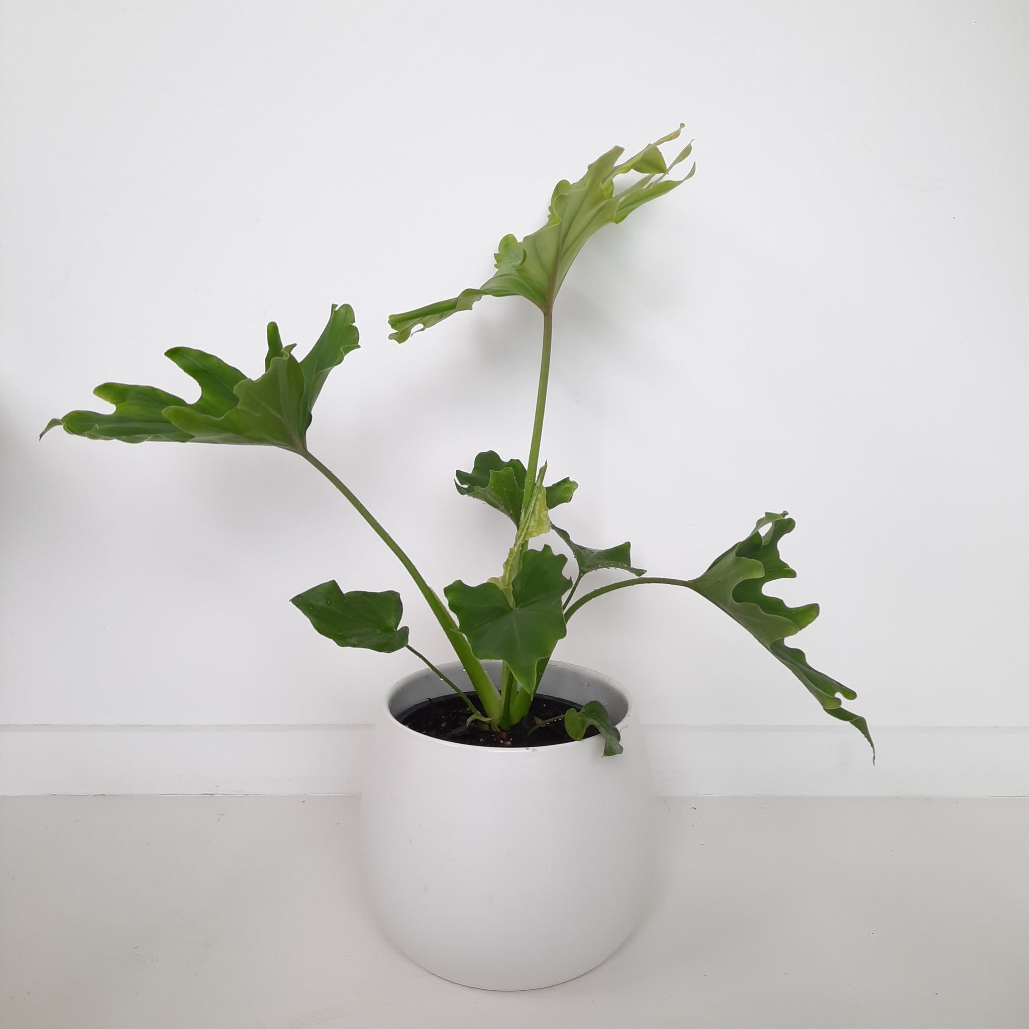 Philodendron Hope