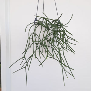 Elho Brussels Hanging Basket 18cm