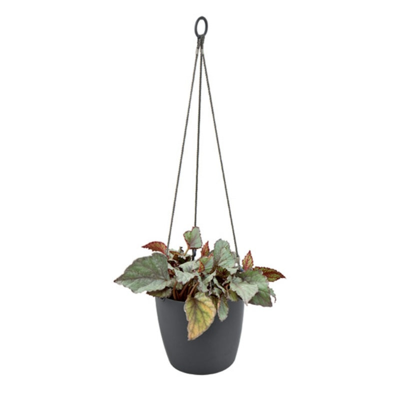 Elho Brussels Hanging Basket 18cm