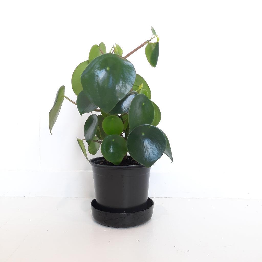 Peperomia Polybotrya