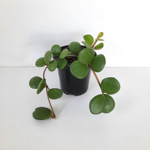 Peperomia Hope / Tetraphylla