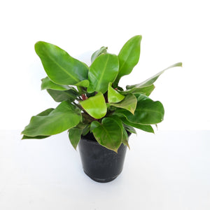 Philodendron Imperial Green