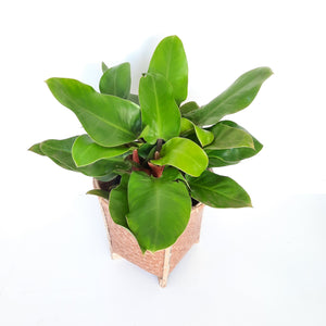 Philodendron Imperial Green