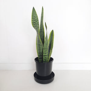 Sansevieria Trifasciata Variegata / Snake Plant