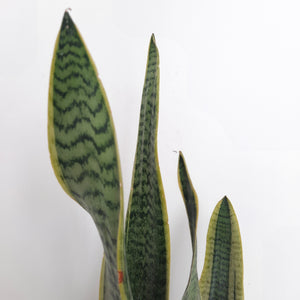 Sansevieria Trifasciata Variegata / Snake Plant