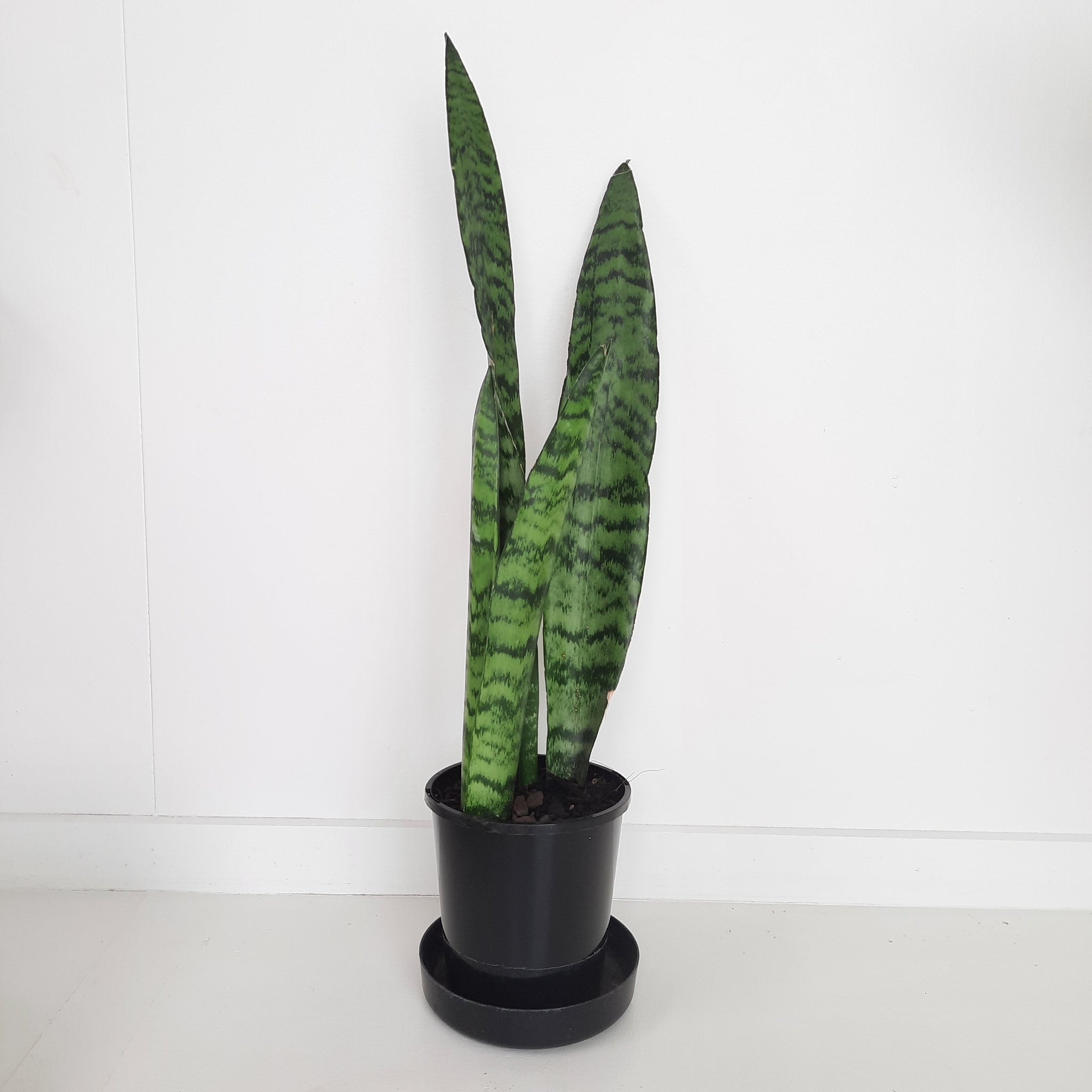 Sansevieria Trifasciata Black Coral / Snake Plant