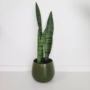 Sansevieria Trifasciata Black Coral / Snake Plant