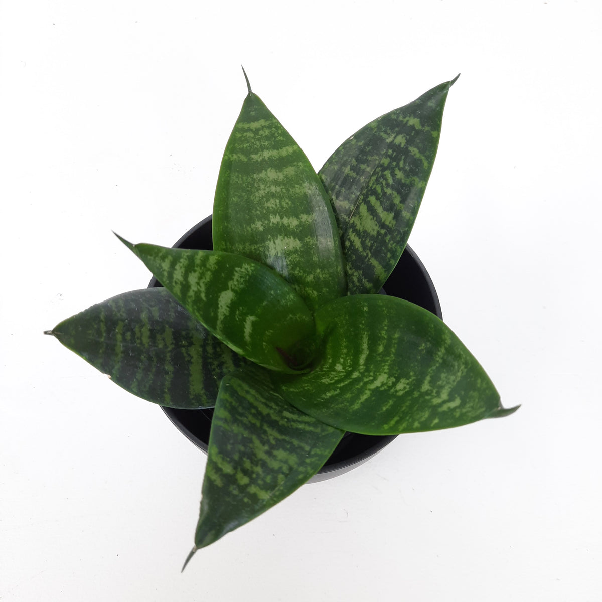 Sansevieria Hahnii Lotus / Snake Plant – Plant Love (NZ)