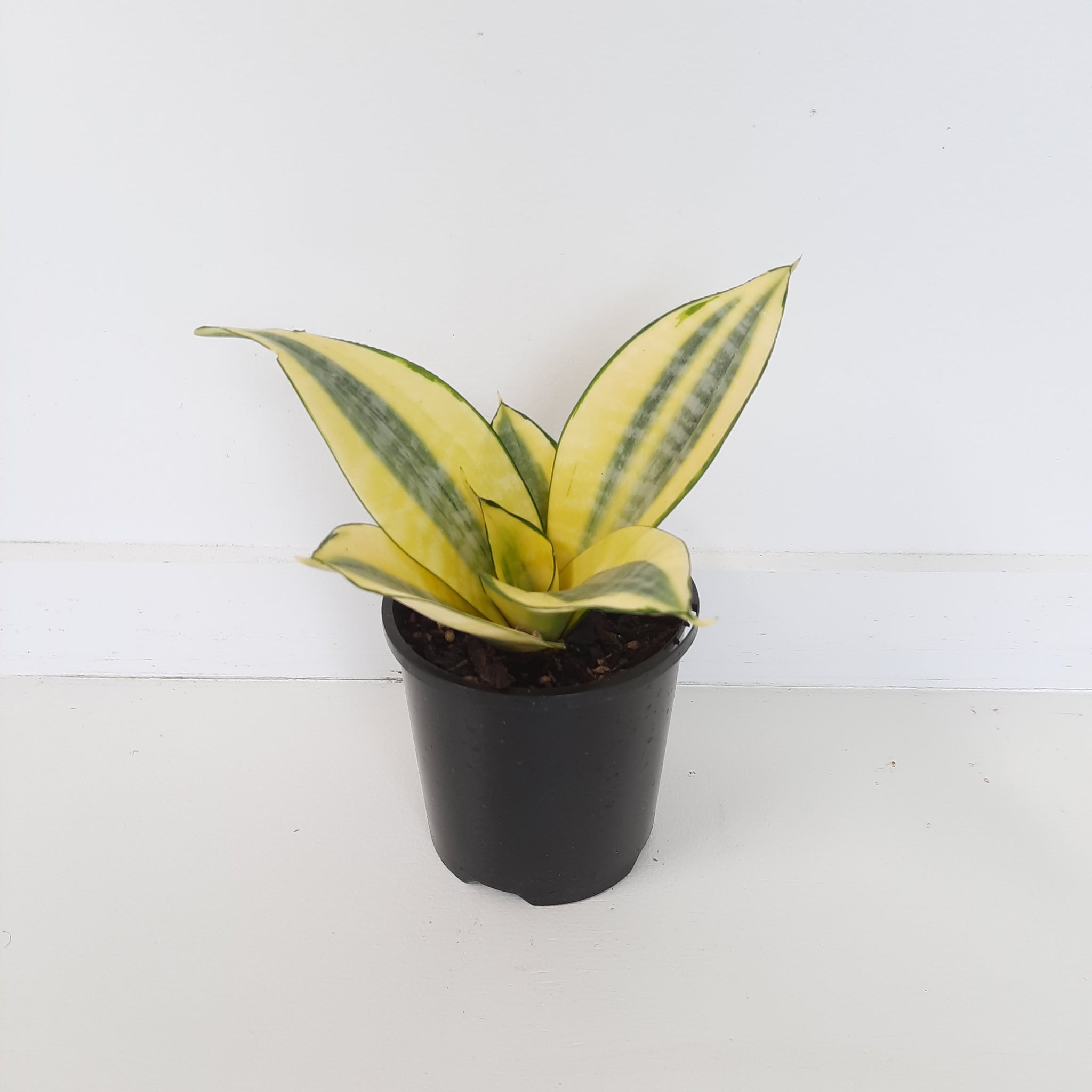 Sansevieria Hahnii Lotus / Snake Plant