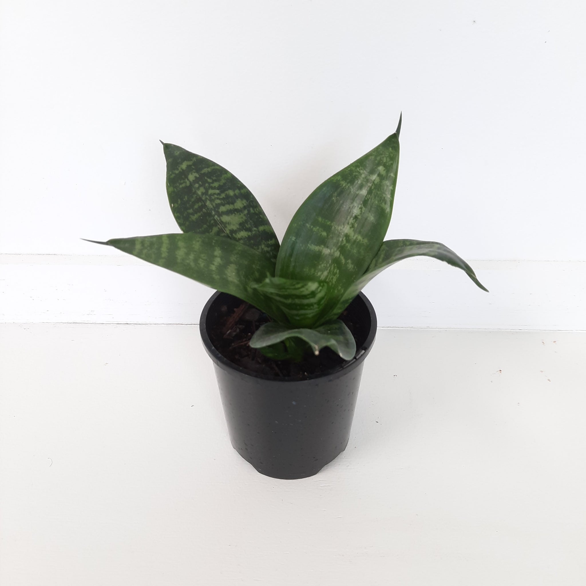 Sansevieria Hahnii Lotus / Snake Plant