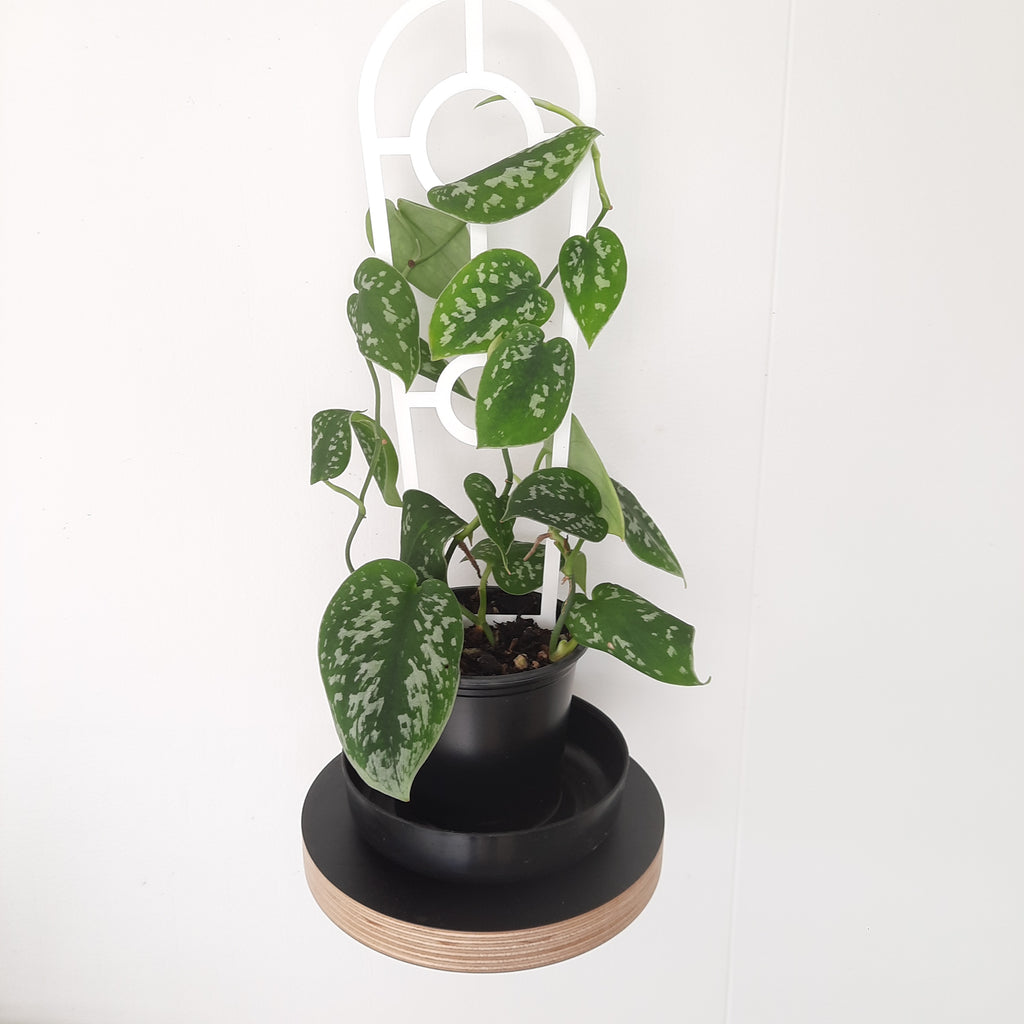 Scindapsus Epipremnum Pictus / Satin Pothos on a support