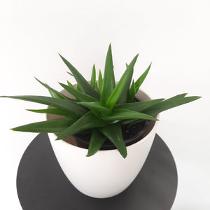 Aloe Black Gem