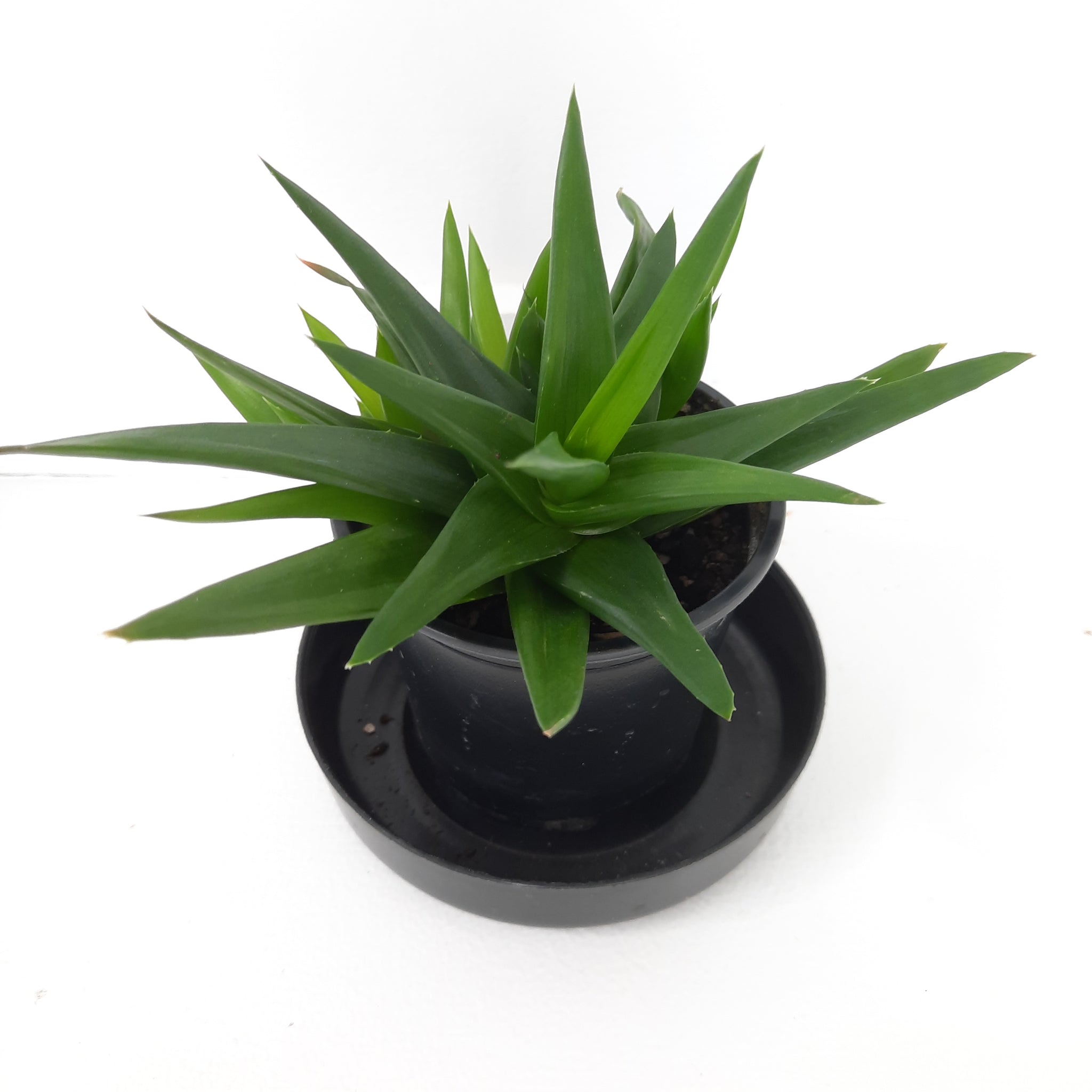 Aloe Black Gem