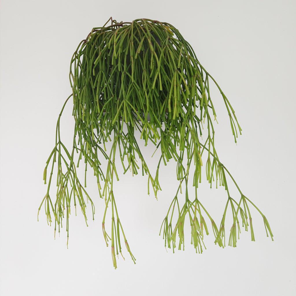 Rhipsalis Hatiora Capilliformis