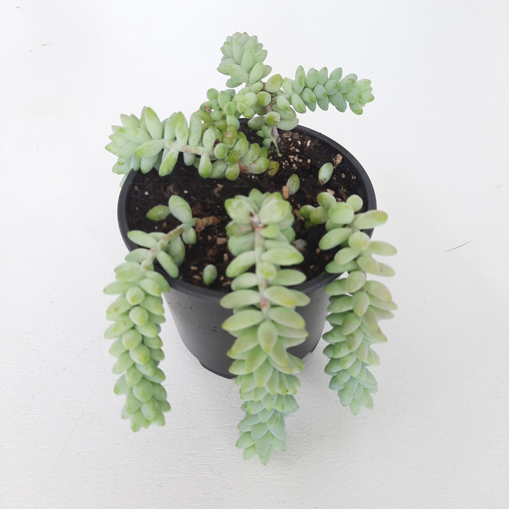 Donkeys Tail / Sedum Morganianum 'Burrito'