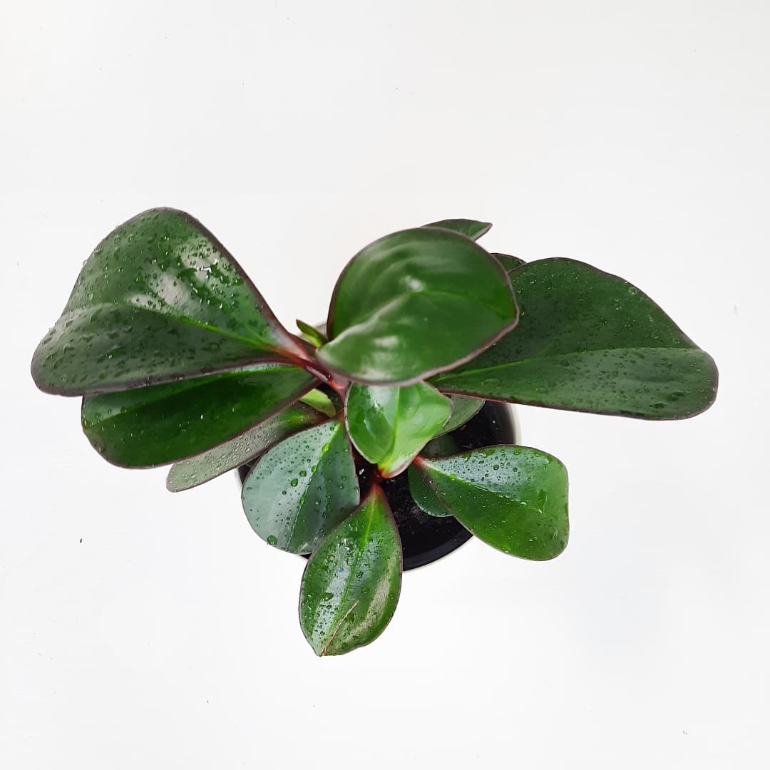 Peperomia Emerald