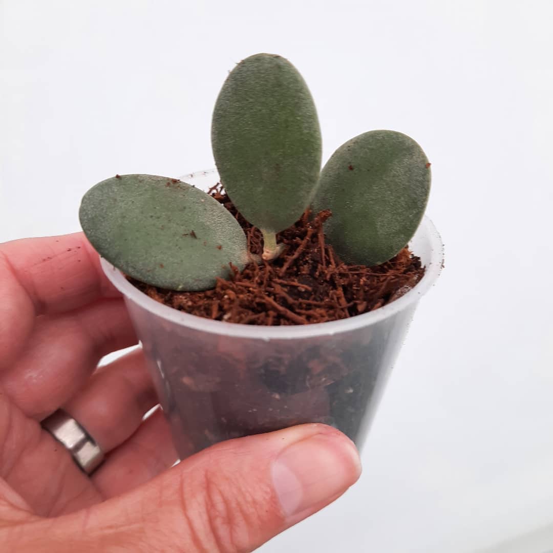 Growpots - Clear 6cm