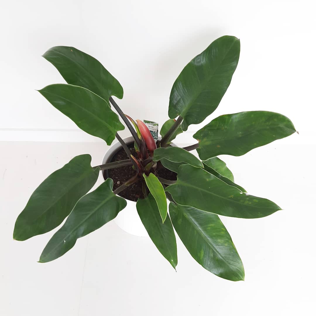 Philodendron Imperial Green