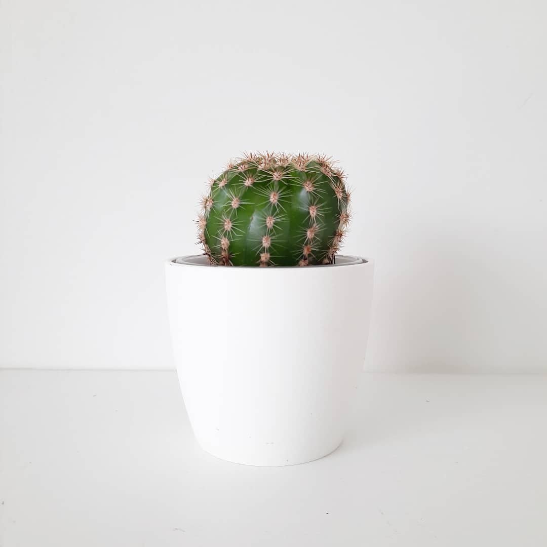 Cacti - 1