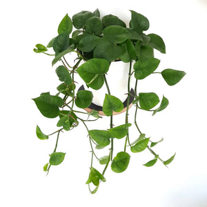 Scindapsus Epipremnum Jade Pothos